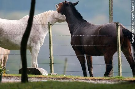 Playing horses - Fauna - MORE IMAGES. Photo #44657