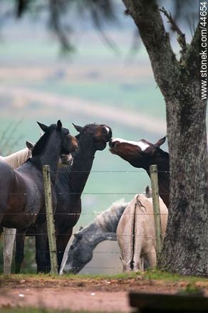Juego de caballos - Fauna - IMÁGENES VARIAS. Foto No. 44654