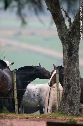 Juego de caballos - Fauna - IMÁGENES VARIAS. Foto No. 44653