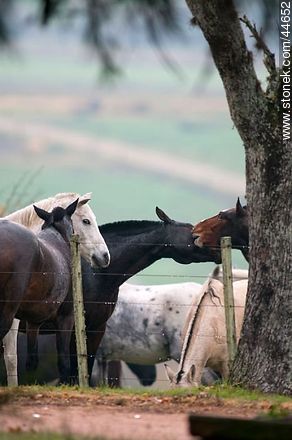 Playing horses - Fauna - MORE IMAGES. Photo #44652