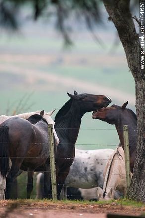 Juego de caballos - Fauna - IMÁGENES VARIAS. Foto No. 44651