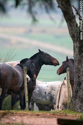 Playing horses - Fauna - MORE IMAGES. Photo #44650