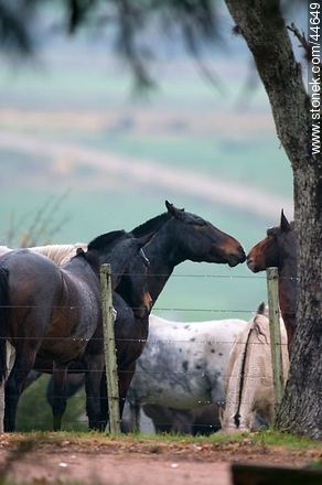 Juego de caballos - Fauna - IMÁGENES VARIAS. Foto No. 44649