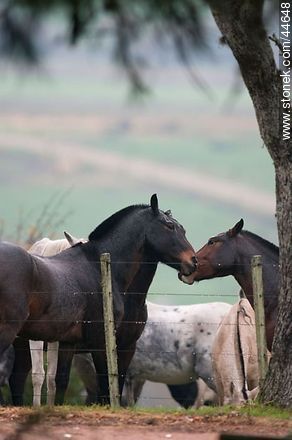 Playing horses - Fauna - MORE IMAGES. Photo #44648