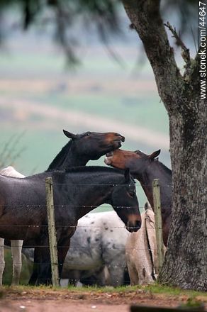 Juego de caballos - Fauna - IMÁGENES VARIAS. Foto No. 44647