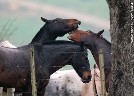 Playing horses - Fauna - MORE IMAGES. Photo #44646