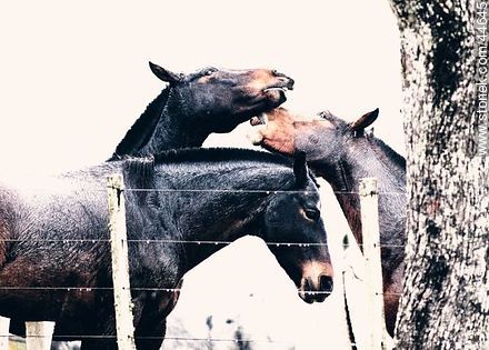 Juego de caballos - Fauna - IMÁGENES VARIAS. Foto No. 44645