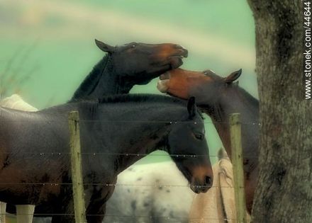 Juego de caballos - Fauna - IMÁGENES VARIAS. Foto No. 44644
