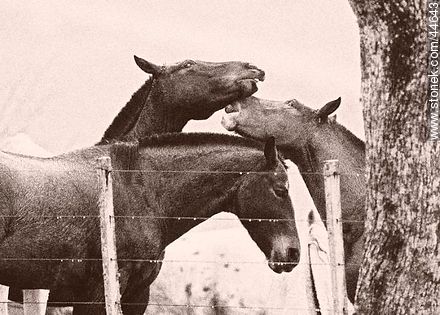 Juego de caballos - Fauna - IMÁGENES VARIAS. Foto No. 44643