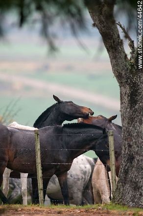 Juego de caballos - Fauna - IMÁGENES VARIAS. Foto No. 44642