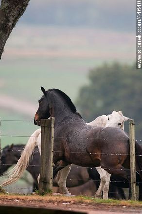 Horses - Fauna - MORE IMAGES. Photo #44640