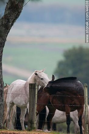 Horses - Fauna - MORE IMAGES. Photo #44638