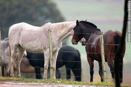 Horses - Fauna - MORE IMAGES. Photo #44634