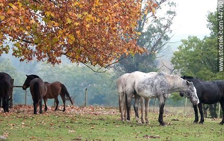 Resting horses - Department of Florida - URUGUAY. Foto No. 44700