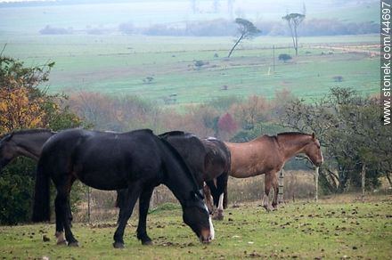 Horses grazing - Department of Florida - URUGUAY. Foto No. 44697