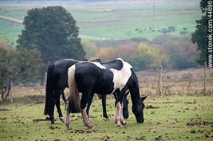 Horses grazing - Fauna - MORE IMAGES. Foto No. 44696