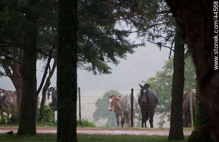 Horses under the rain - Department of Florida - URUGUAY. Photo #44568