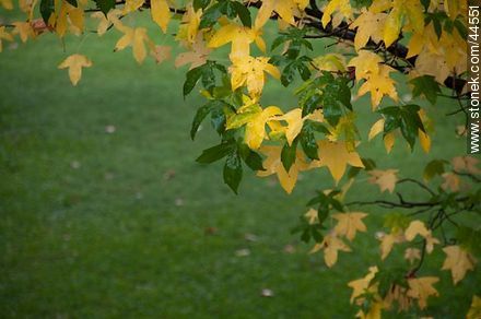 Autumn leaves - Flora - MORE IMAGES. Foto No. 44551