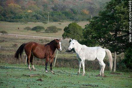 Juego de caballos - Fauna - IMÁGENES VARIAS. Foto No. 44498