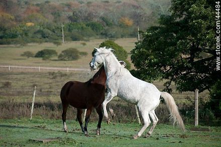 Juego de caballos - Departamento de Florida - URUGUAY. Foto No. 44484