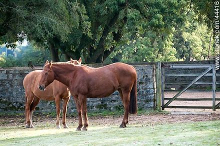 Caballos - Departamento de Florida - URUGUAY. Foto No. 44416