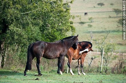 Juego de caballos - Departamento de Florida - URUGUAY. Foto No. 44415