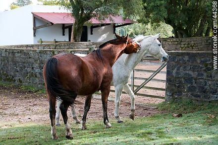 Horses playing - Fauna - MORE IMAGES. Photo #44368