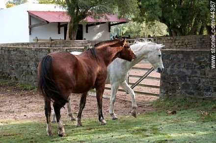 Horses playing - Fauna - MORE IMAGES. Photo #44367