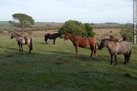 Horses in field - Department of Florida - URUGUAY. Photo #44401