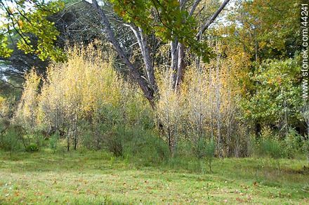 Young silver poplars in autumn - Flora - MORE IMAGES. Foto No. 44241