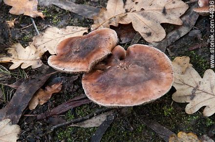 Mushrooms - Flora - MORE IMAGES. Photo #44336