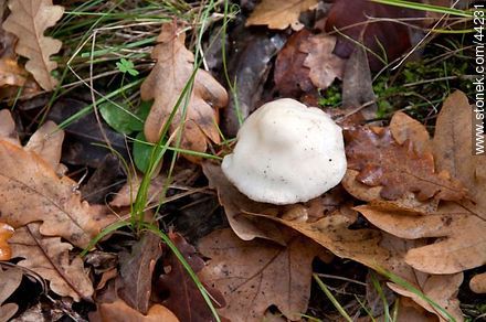 Mushroom within dry oak leaves - Flora - MORE IMAGES. Foto No. 44231