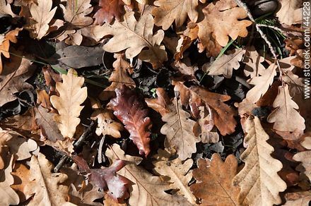 Dry oak leaves - Flora - MORE IMAGES. Photo #44228