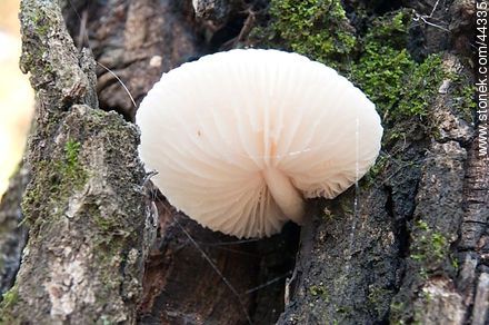 Mucshroom that grows between the bark of an oak. - Flora - MORE IMAGES. Photo #44335
