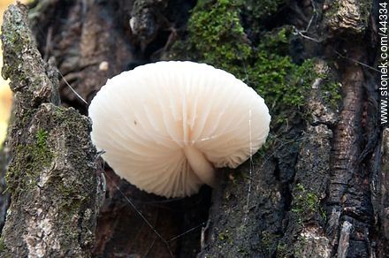 Hongo que crece de entre la corteza de un roble. - Departamento de Florida - URUGUAY. Foto No. 44334