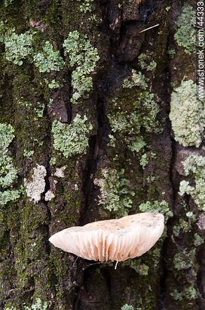 Mucshroom that grows between the bark of an oak. - Flora - MORE IMAGES. Photo #44333