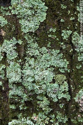 Lichen - Flora - MORE IMAGES. Photo #44332