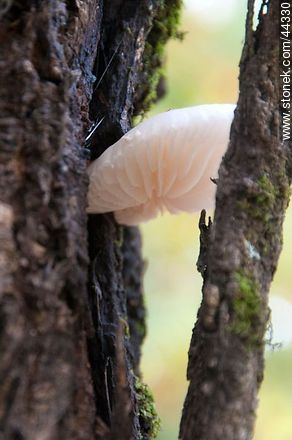 Mucshroom that grows between the bark of an oak. - Flora - MORE IMAGES. Photo #44330