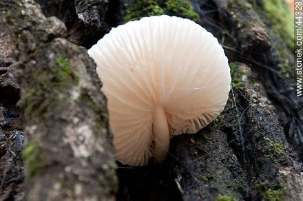 Mucshroom that grows between the bark of an oak. - Department of Florida - URUGUAY. Photo #44328
