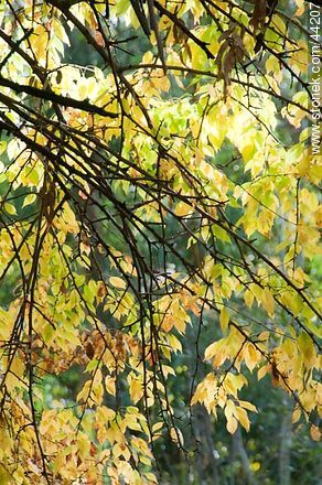 Maclura pomifera tree - Flora - MORE IMAGES. Photo #44207