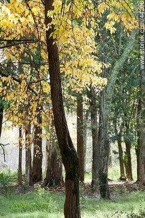 Maclura pomifera tree - Flora - MORE IMAGES. Photo #44206