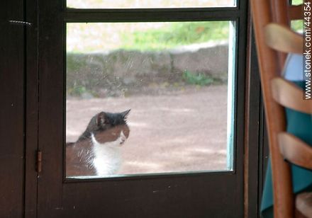 Cat in the dining room door - Department of Florida - URUGUAY. Photo #44354