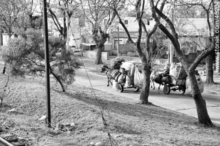 Horse-drawn wagons of waste pickers.  Juan Jose Aguiar street. -  - MORE IMAGES. Photo #45204