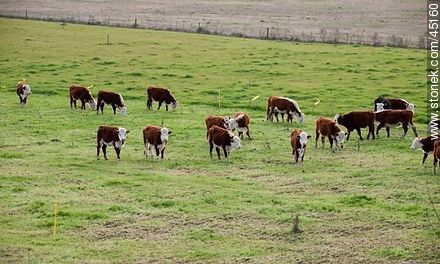 Hereford cattle. - Department of Montevideo - URUGUAY. Photo #45160