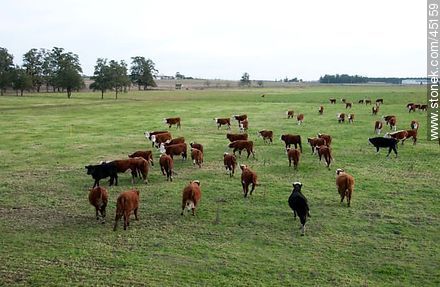 Hereford cattle. - Department of Montevideo - URUGUAY. Photo #45159