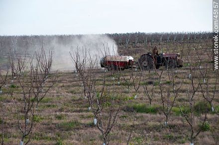 Spraying the orchard. - Department of Montevideo - URUGUAY. Foto No. 45157