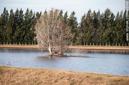 Islita en la laguna - Departamento de Montevideo - URUGUAY. Foto No. 45149