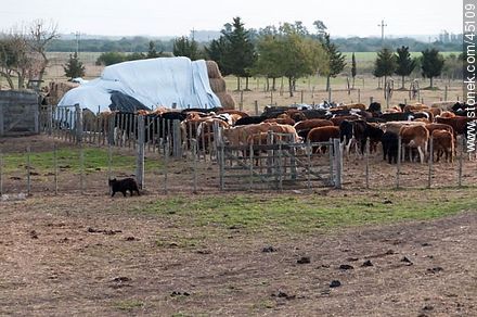 Cattle ranch. - Department of Montevideo - URUGUAY. Photo #45109