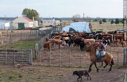 Cattle ranch. - Department of Montevideo - URUGUAY. Photo #45108