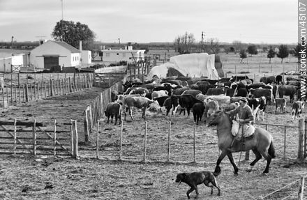 Cattle ranch. -  - MORE IMAGES. Photo #45107